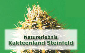 Kakteenland Steinfeld